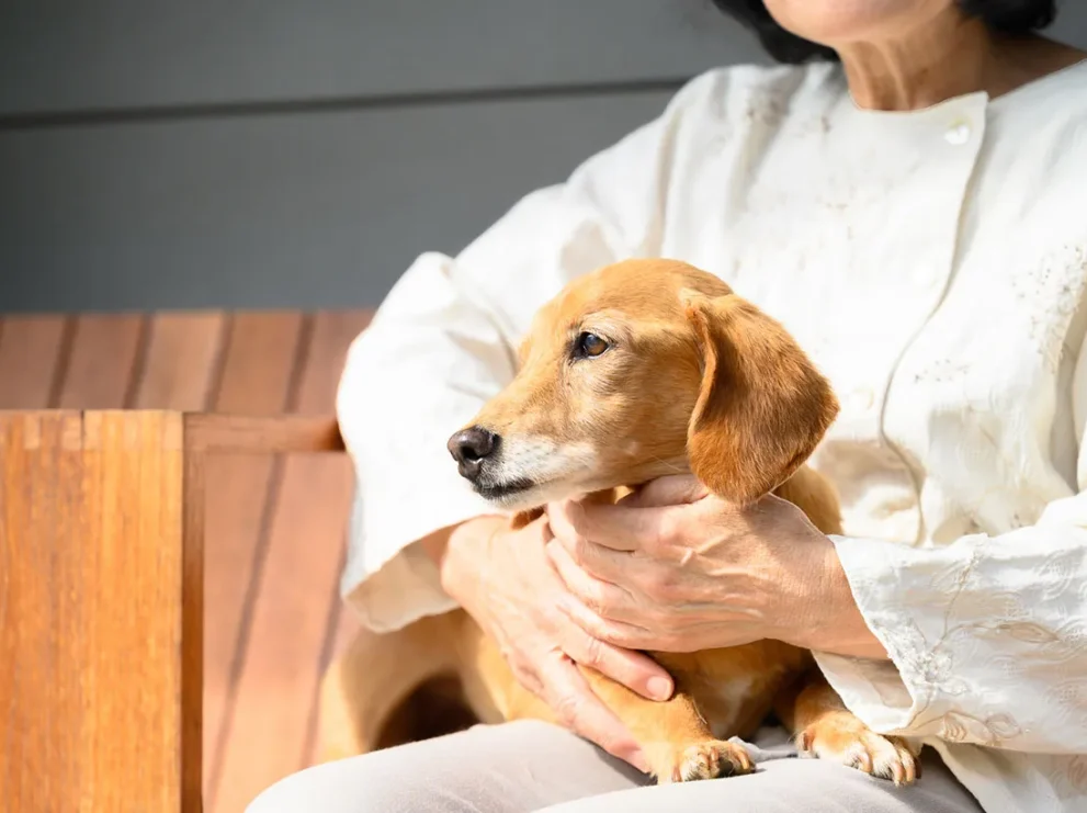 孤独死したらペットはどうなる？一人暮らしの方がしておくべき7つのこと