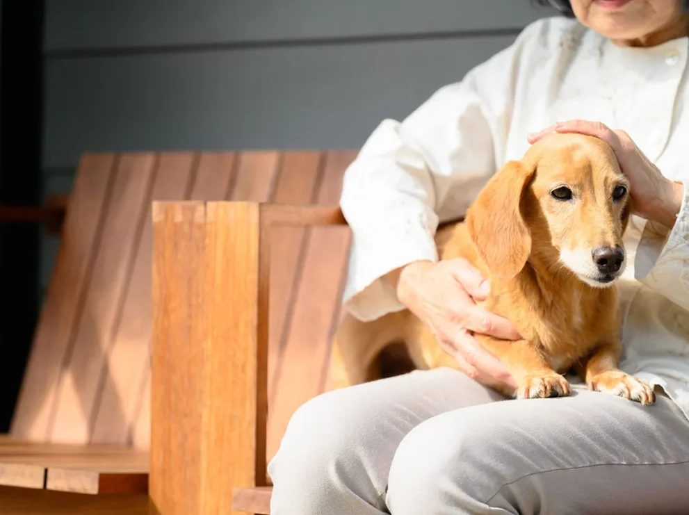 飼い主が死亡するとペットはどうなる？飼い主が元気なうちにすべきこと