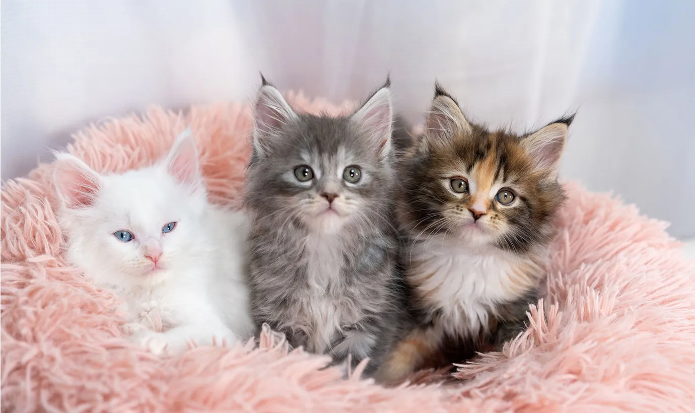 ペットを生命保険の受取人にできる？相続時に飼育費用を遺す方法