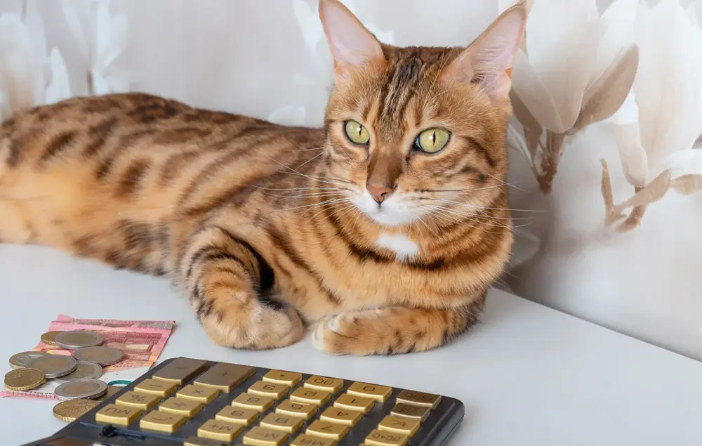 飼い主がペットの飼育費用を遺すなら負担付死因贈与がおすすめ