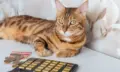 飼い主がペットの飼育費用を遺すなら負担付死因贈与がおすすめ