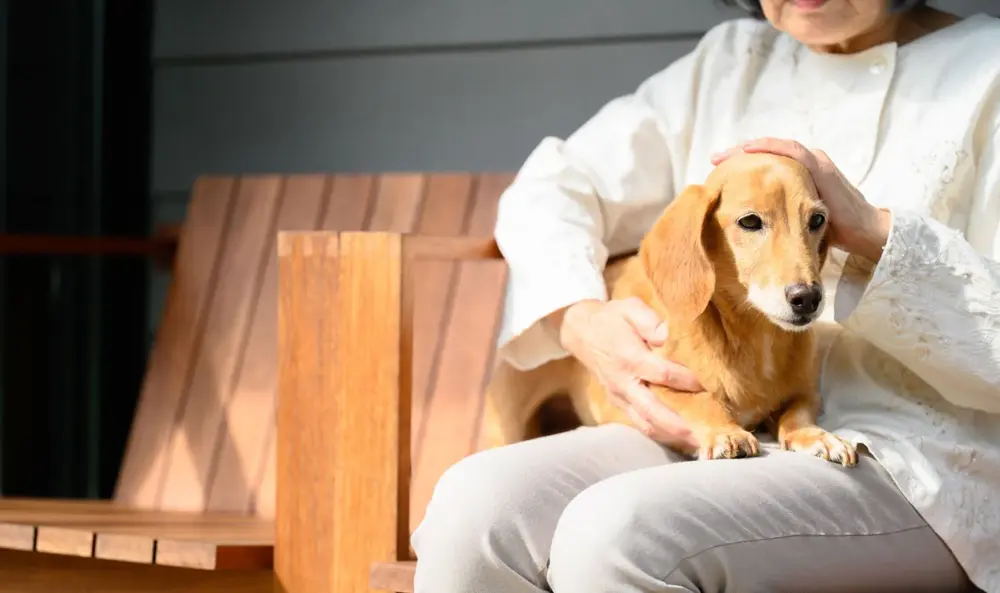 飼い主が死亡するとペットはどうなる？飼い主が元気なうちにすべきこと