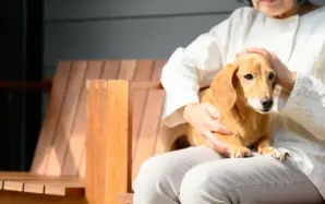 飼い主が死亡するとペットはどうなる？飼い主が元気なうちにすべきこと