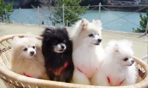 相続放棄をしてもペットを引き取れる？引き取るまでの流れを解説