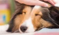 家族信託なら老後のペットの管理・飼育を任せられる！メリットとは