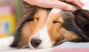 家族信託なら老後のペットの管理・飼育を任せられる！メリットとは
