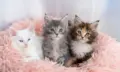 ペットを生命保険の受取人にできる？相続時に飼育費用を遺す方法