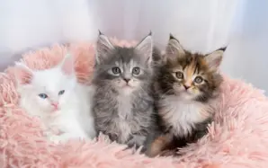 ペットを生命保険の受取人にできる？相続時に飼育費用を遺す方法
