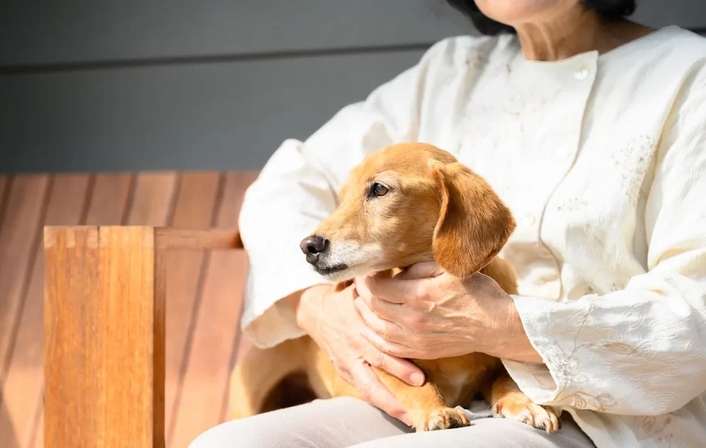 孤独死したらペットはどうなる？一人暮らしの方がしておくべき7つのこと
