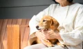 孤独死したらペットはどうなる？一人暮らしの方がしておくべき7つのこと