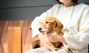 孤独死したらペットはどうなる？一人暮らしの方がしておくべき7つのこと